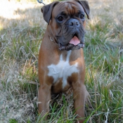 Photo de Boxer