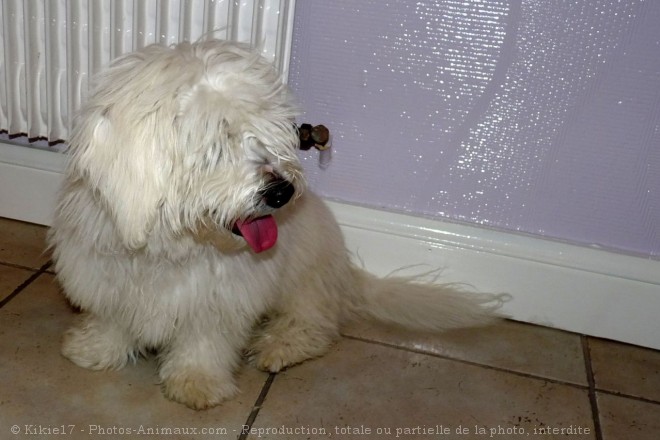 Photo de Coton de tulear