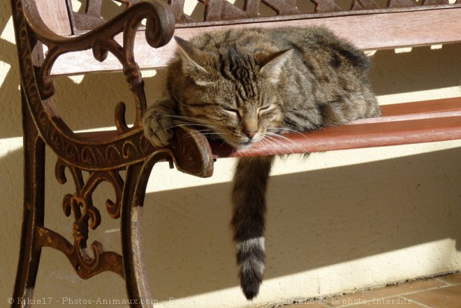 Photo de Chat domestique