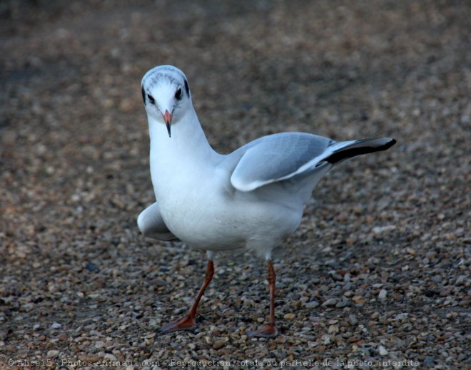 Photo de Mouette