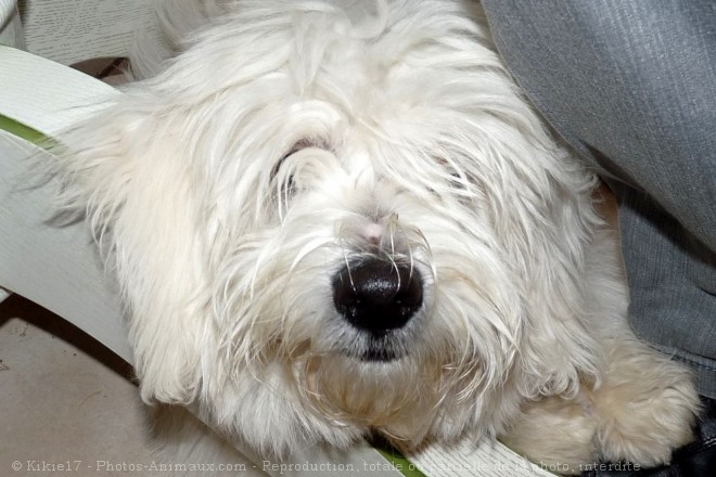 Photo de Coton de tulear