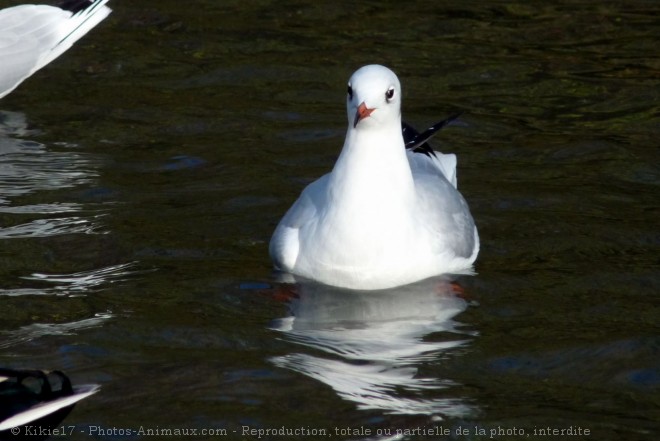 Photo de Mouette