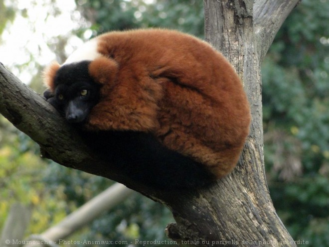 Photo de Lmurien - maki vari roux