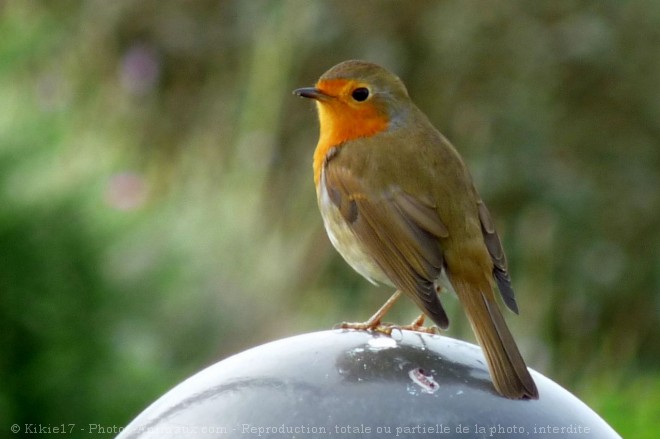 Photo de Rouge gorge