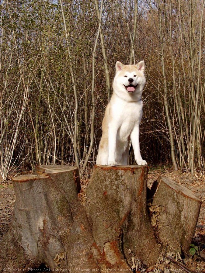 Photo d'Akita inu