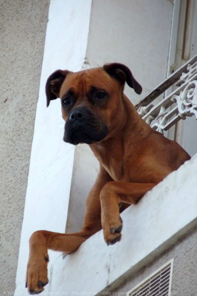 Photo de Boxer