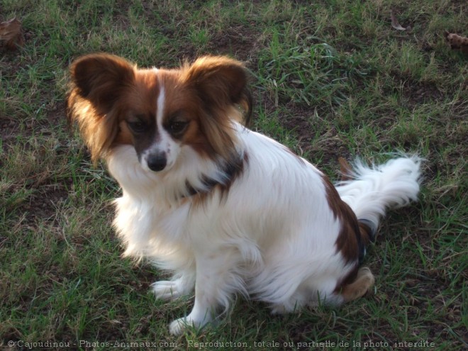 Photo d'Epagneul nain papillon