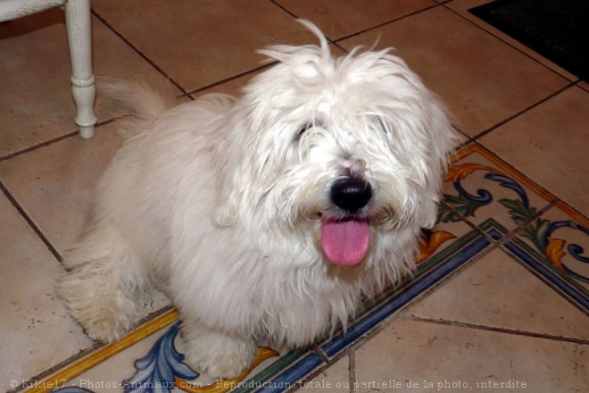 Photo de Coton de tulear