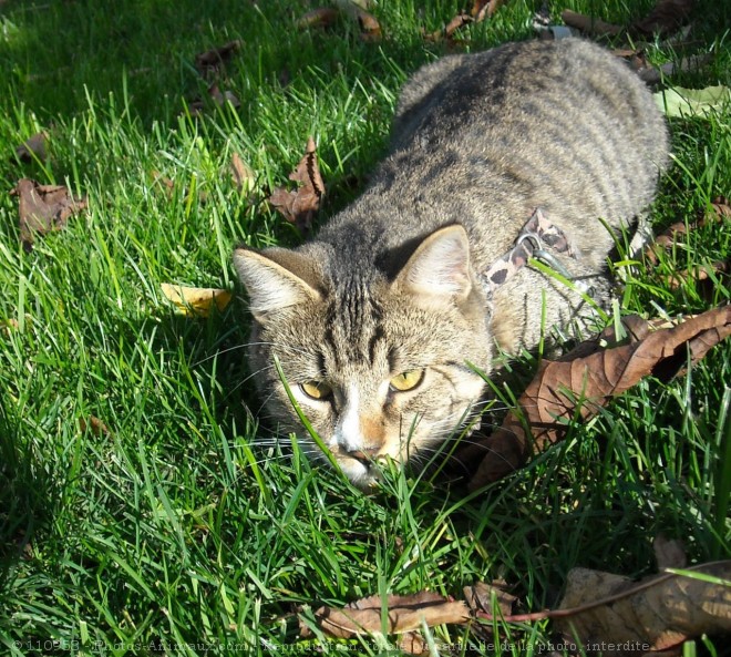 Photo de Chat domestique