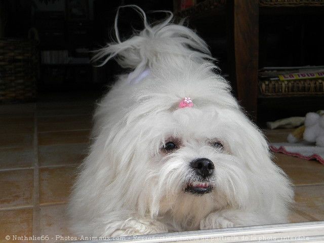 Photo de Coton de tulear