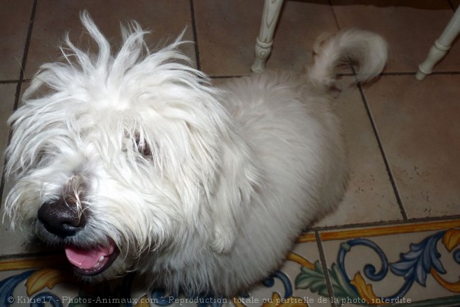 Photo de Coton de tulear