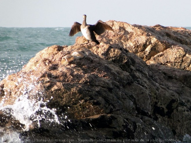 Photo de Cormorans hupps