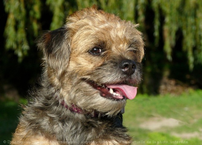 Photo de Border terrier