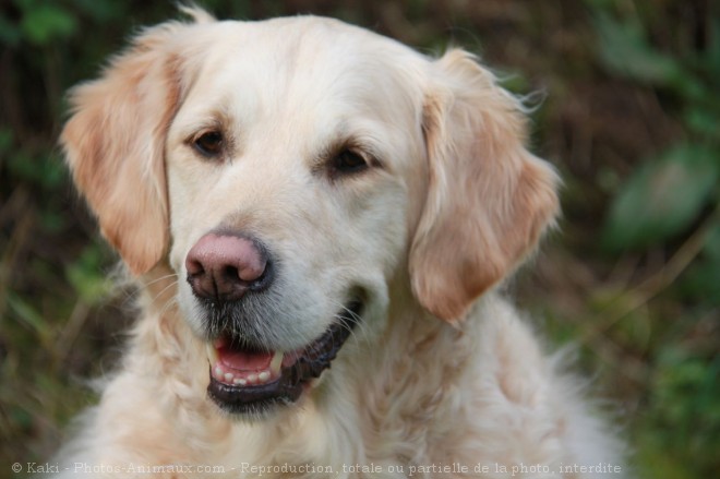 Photo de Golden retriever