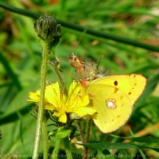 Photo de Papillon