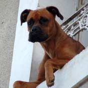 Photo de Boxer