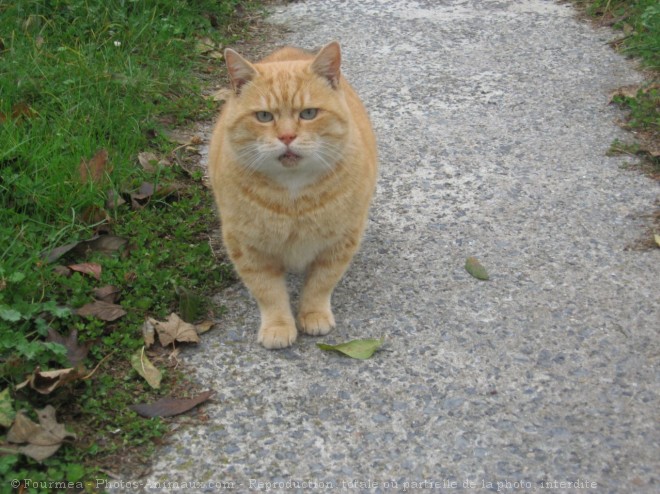 Photo de Chat domestique