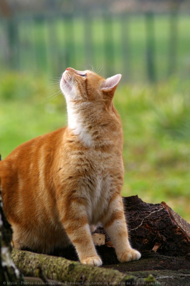 Photo de Chat domestique