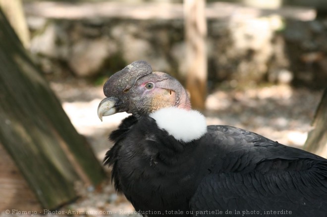 Photo de Condor