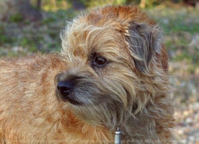 Photo de Border terrier