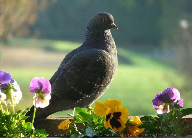 Photo de Pigeon