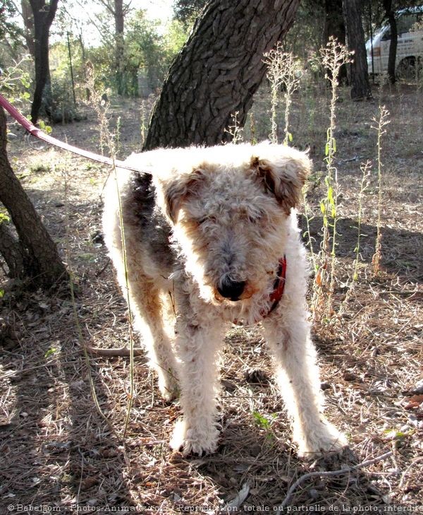 Photo de Fox terrier  poil dur