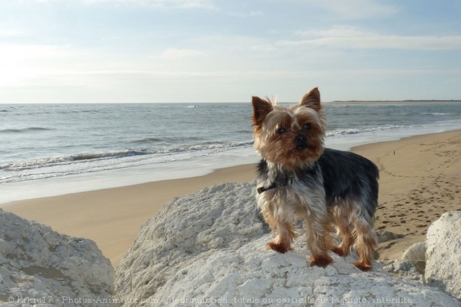 Photo de Yorkshire terrier