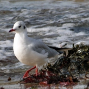 Photo de Mouette