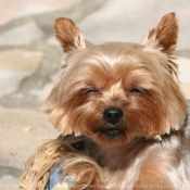 Photo de Yorkshire terrier