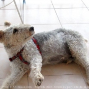 Photo de Fox terrier  poil dur