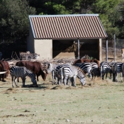 Photo de Zebre