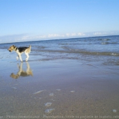 Photo de Fox terrier  poil dur