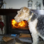 Photo de Fox terrier  poil dur