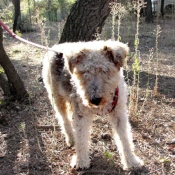 Photo de Fox terrier  poil dur