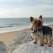 Photo de Yorkshire terrier