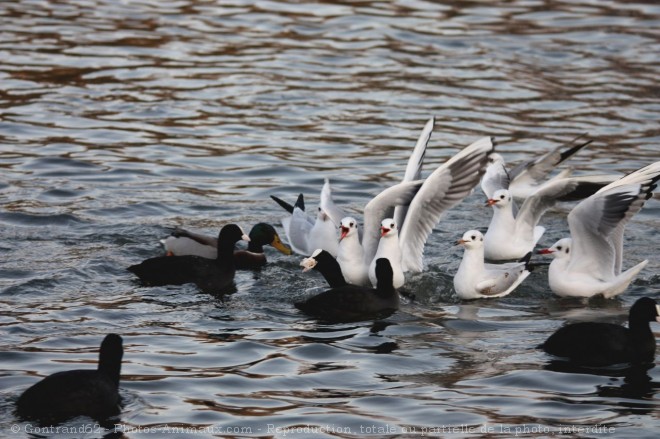 Photo de Mouette