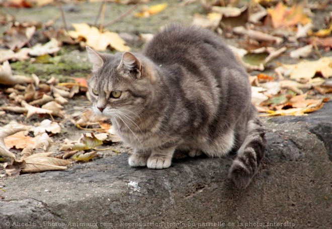 Photo de Chat domestique