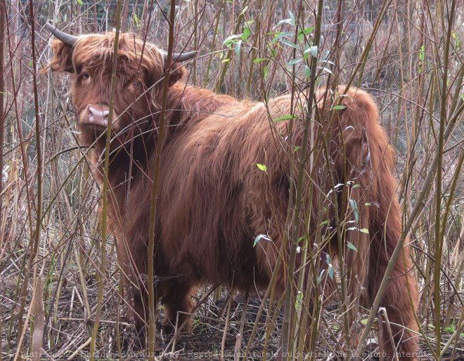 Photo de Vache