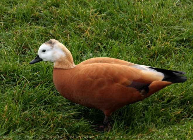 Photo de Canard tadorne casarca