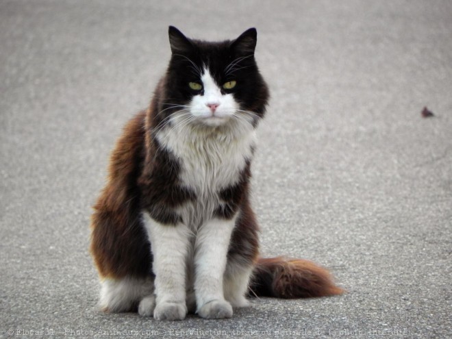 Photo de Chat domestique