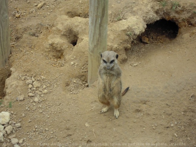 Photo de Suricate