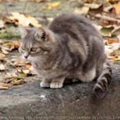 Photo de Chat domestique