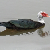 Photo de Canard de barbarie