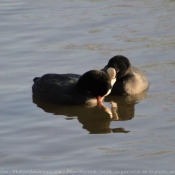 Photo de Foulque macroule