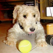 Photo de Fox terrier  poil dur