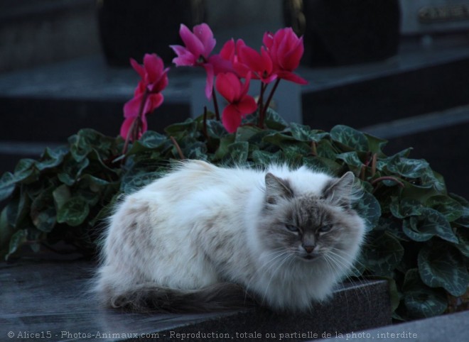 Photo de Chat domestique