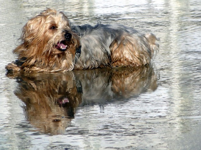 Photo de Yorkshire terrier