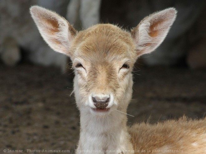 Photo de Cerf