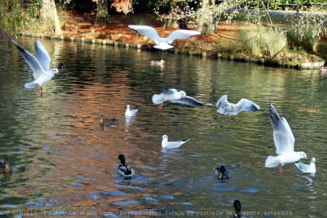 Photo de Mouette