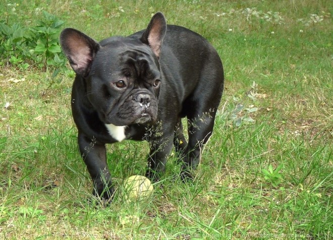 Photo de Bouledogue franais